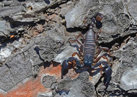 Skorpion (Euscorpius sp.)